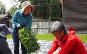 能登半島地震で被災したベジュールの畑で葉物野菜「ケール」の植え替えが始まった(23日、石川県珠洲市)