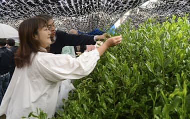 「八十八夜茶摘みの集い」で新芽を摘む参加者（1日、京都府宇治市）=共同