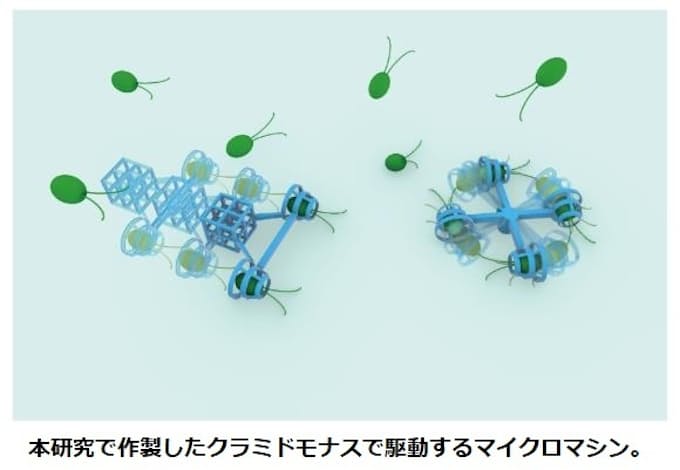 微生物によって動く小さなマシン~微細藻類によってマイクロマシンを駆動する方法を開発~ 微生物によって動く小さなマシン~微細藻類によってマイクロマシンを駆動する方法を開発~