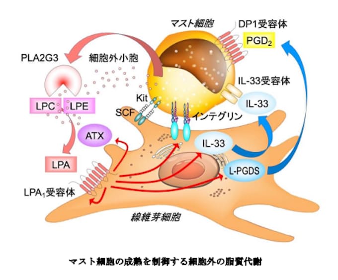 細胞外の脂質代謝がアレルギーの感受性を決める 細胞外の脂質代謝がアレルギーの感受性を決める