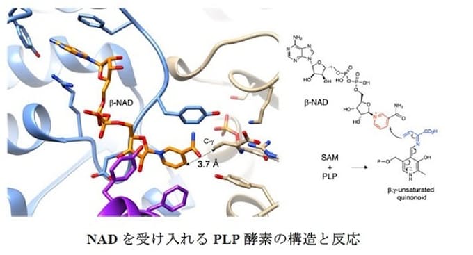 補酵素NADとSAMを縮合して抗生物質の主骨格を構築する新規酵素の構造機能の解明~ADのアルキル化に関わる生合成酵素のクライオ電子顕微鏡構造~ 補酵素NADとSAMを縮合して抗生物質の主骨格を構築する新規酵素の構造機能の解明~ADのアルキル化に関わる生合成酵素のクライオ電子顕微鏡構造~