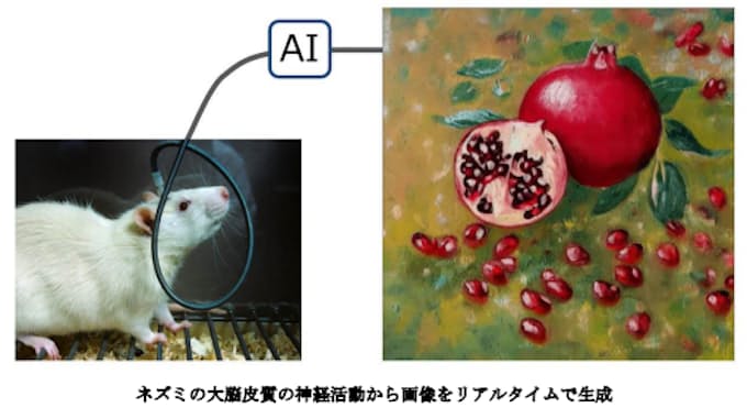 ネズミの脳で絵を描くことに成功~脳とAIを接続することで実現~ ネズミの脳で絵を描くことに成功~脳とAIを接続することで実現~
