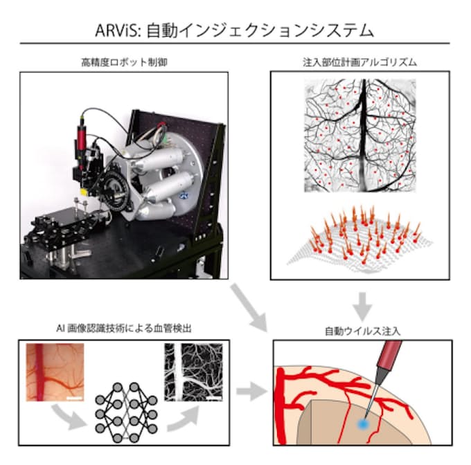 霊長類大脳新皮質へのウイルス注入手術の自動化に成功~50μmの精密さで血管網の隙間を突く~ 霊長類大脳新皮質へのウイルス注入手術の自動化に成功~50μmの精密さで血管網の隙間を突く~