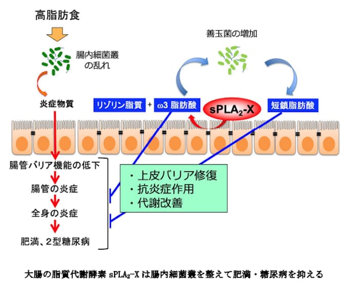 肥満の新しい調節メカニズム~大腸の脂質代謝酵素による腸内細菌叢の変容が全身の代謝を変える~ 肥満の新しい調節メカニズム~大腸の脂質代謝酵素による腸内細菌叢の変容が全身の代謝を変える~