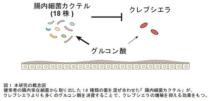 腸内常在細菌叢を用いた薬剤耐性菌・炎症性腸疾患の新規治療~腸内環境の制御による腸内細菌科細菌の抑制~ 腸内常在細菌叢を用いた薬剤耐性菌・炎症性腸疾患の新規治療~腸内環境の制御による腸内細菌科細菌の抑制~