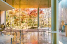 自然光が降り注ぐ中、紅葉が映えるカフェ「チューン」のピクチャーウインドー(ポーラ美術館)