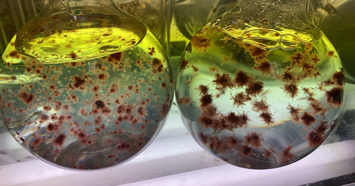 牛のゲップ、海藻飼料でメタン9割削減 理研ビタミン - 日経GX