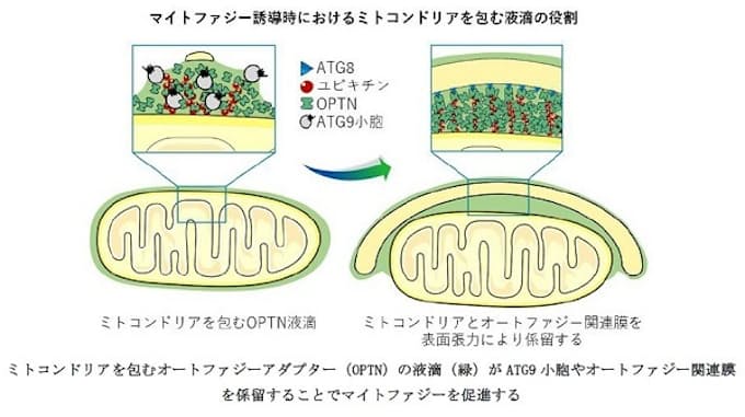表面張力が損傷ミトコンドリアのオートファジーを促進する~オートファジーアダプターの相分離によるシート状液滴の意義~ 表面張力が損傷ミトコンドリアのオートファジーを促進する~オートファジーアダプターの相分離によるシート状液滴の意義~