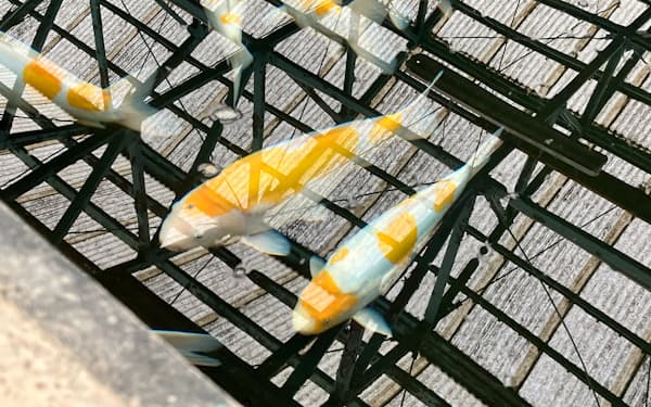 「泳ぐ寶石」と呼ばれるニシキゴイ(24年2月、新潟県長岡市)