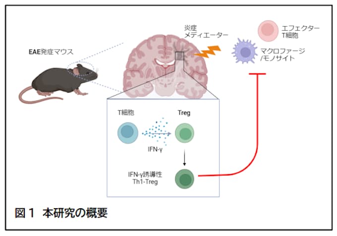 自己免疫性の神経疾患から体を守るTh1-Treg ~免疫制御因子インターフェロンγが鍵を握る抑制機構~ 自己免疫性の神経疾患から体を守るTh1-Treg ~免疫制御因子インターフェロンγが鍵を握る抑制機構~