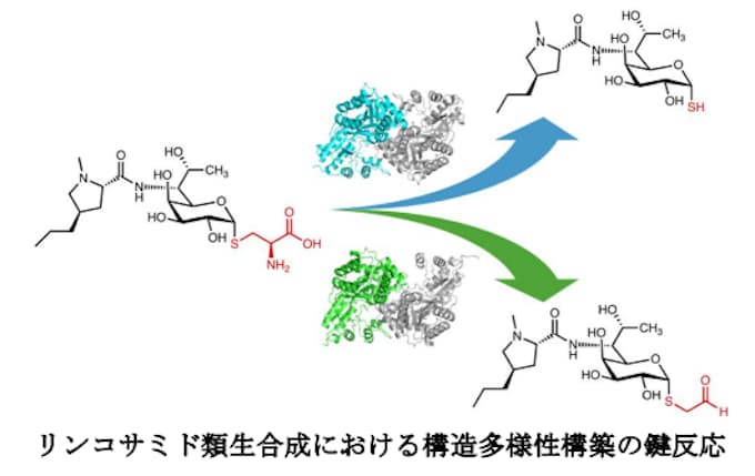 抗生物質の構造多様性構築に重要な生合成酵素反応の分子基盤を解明~酵素反応選択性の構造基盤の解明と人工制御~ 抗生物質の構造多様性構築に重要な生合成酵素反応の分子基盤を解明~酵素反応選択性の構造基盤の解明と人工制御~