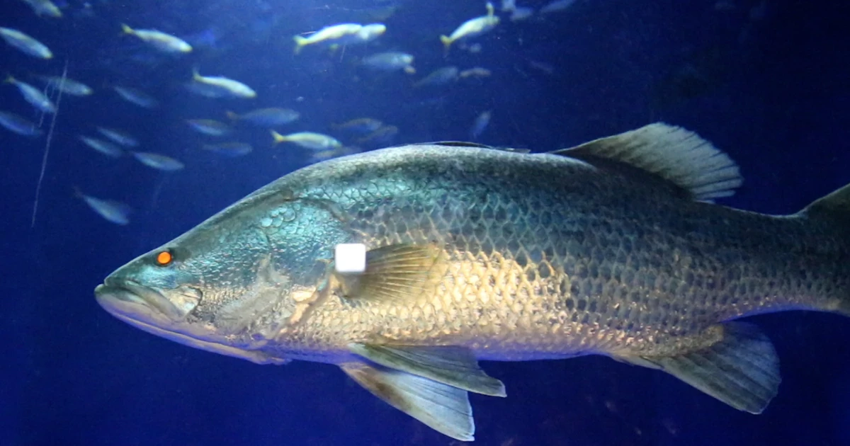 日本三大怪魚アカメ 1000匹で3万年、なぜ生き抜いたか - 日本経済新聞