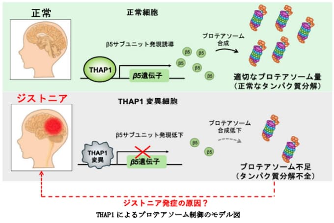 ジストニア原因遺伝子の機能解明~DYT6ジストニア原因遺伝子THAP1は細胞内タンパク質分解を制御する~ ジストニア原因遺伝子の機能解明~DYT6ジストニア原因遺伝子THAP1は細胞内タンパク質分解を制御する~