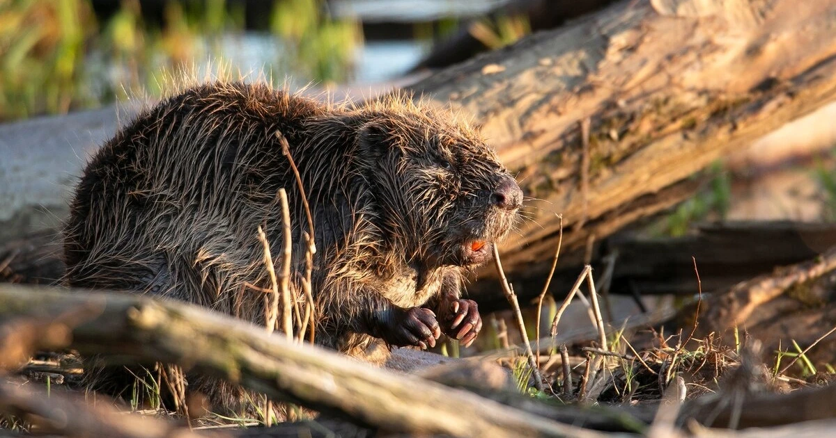 建設停滞のダム、ビーバーが代わりに完成 湿地帯を回復 - 日本経済新聞