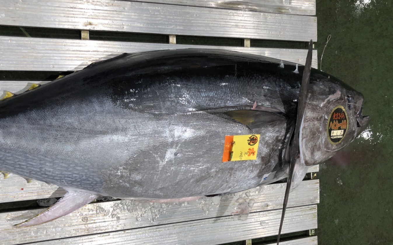「東京マグロ」豊漁、漁獲枠3倍 ブランドに育つか