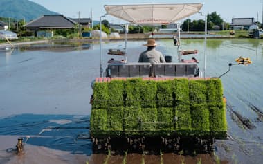 田植えをするコメ農家(5月、茨城県筑西市)