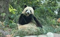 上野動物園から中国に返還されたシャンシャンは8歳の誕生日を迎えた(12日、中国四川省)=中国駐東京観光代表処提供