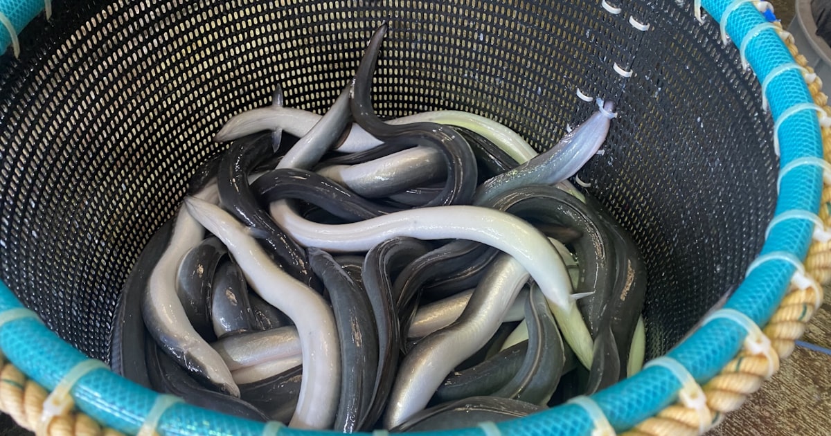 ウナギ、完全養殖で量産へ 水研機構とヤンマーが特許取得 - 日本経済新聞