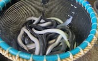 ウナギの稚魚価格は11年ぶりの安さになった
