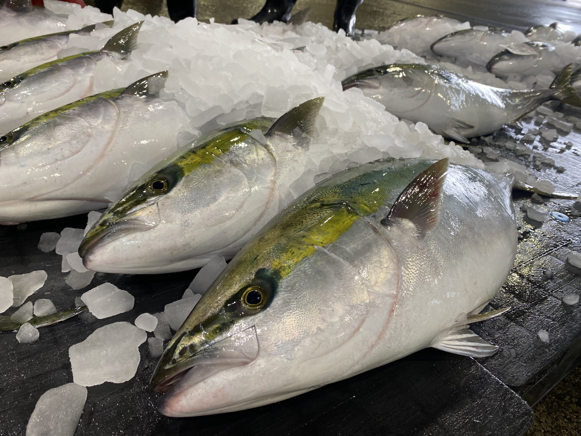 ブリ前線北上中、北海道の漁獲量10年で倍増 サケやサンマ抜く