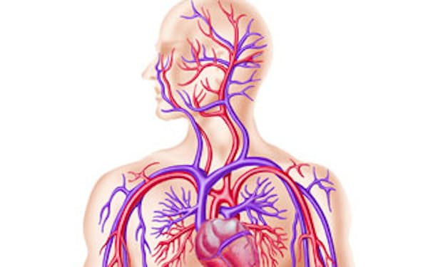 血管年齢いくつ? 血管若返りの方法
