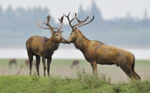 中国には四不像の保護区がある©Staffan Widstrand/Wild Wonders of China/naturepl.com/amanaimages) 中国には四不像の保護区がある©Staffan Widstrand/Wild Wonders of China/naturepl.com/amanaimages)