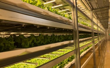 福井美浜工場(福井県美浜町)内で稼働するレタス栽培の自動化設備