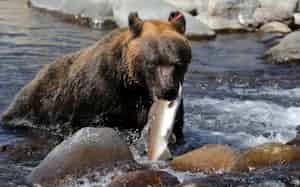 ヒグマは古くは「シクマ」と呼ばれていた ヒグマは古くは「シクマ」と呼ばれていた