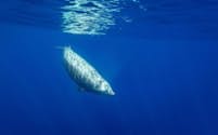 アカボウクジラ(Ziphius cavirostris)は、哺乳類の最深潜水記録を保持している。研究者たちは、このクジラが深さ千メートル以上の低酸素環境にどのように適応しているかを調べることで、人間の命を救う薬を開発できるのではないかと期待している。(PHOTOGRAPH BY VINCENT LEGRAND/AGAMI PHOTO AGENCY/ALAMY)