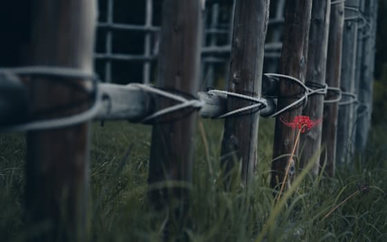 多くの兵たちの血が流れた設楽原決戦場跡に、真っ赤な彼岸花が咲いている=井埜慎太郎 多くの兵たちの血が流れた設楽原決戦場跡に、真っ赤な彼岸花が咲いている=井埜慎太郎