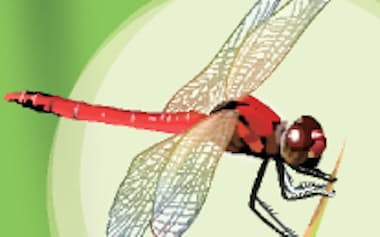 話題10月27日〜11月1日(赤とんぼ)