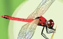 話題10月27日〜11月1日(赤とんぼ) 話題10月27日〜11月1日(赤とんぼ)