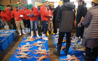 成長過程の「若松葉がに」は25年度シーズンの漁期を短縮する(鳥取市の鳥取漁港)