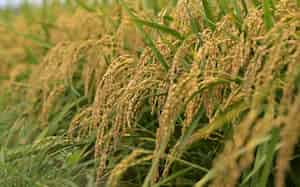 企業の業態ごとに農業へのアプローチは異なる 企業の業態ごとに農業へのアプローチは異なる