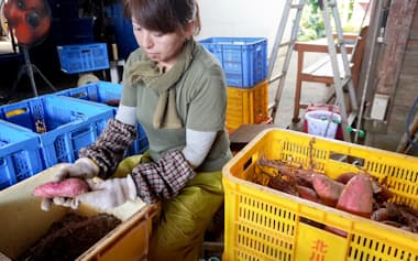 JAごとうは契約甘藷部会でサツマイモの生産拡大に取り組んでいる(9月、長崎県五島市)