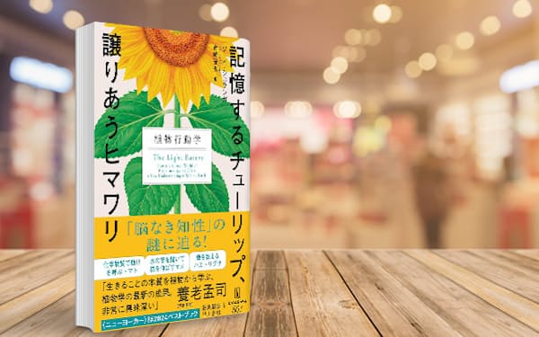 ヒマワリは身内に場所を譲る?