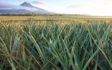 伊藤忠商事傘下のドール・フィリピンのパイナップル農園