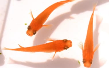 楊貴妃は改良メダカの人気を支えてきた=めだかの館提供