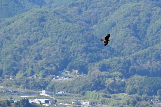 ワシを撮ることはできなかったが、悠々と飛ぶトビは空を支配する誇りにあふれているように見えた=三浦秀行撮影 ワシを撮ることはできなかったが、悠々と飛ぶトビは空を支配する誇りにあふれているように見えた=三浦秀行撮影