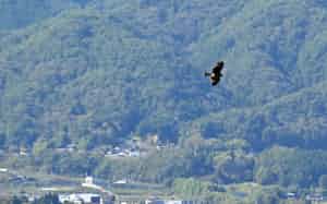 ワシを撮ることはできなかったが、悠々と飛ぶトビは空を支配する誇りにあふれているように見えた=三浦秀行撮影 ワシを撮ることはできなかったが、悠々と飛ぶトビは空を支配する誇りにあふれているように見えた=三浦秀行撮影