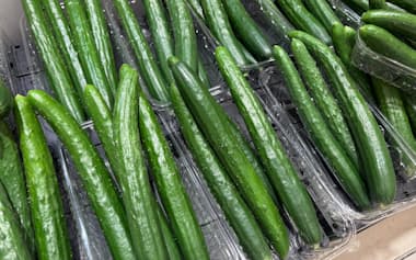 屋内で栽培するキュウリは生育が進まず、卸値が高い