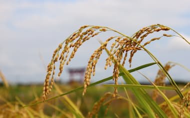 2025年産は前年比で大幅な増産になった(9月、新潟県)