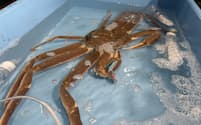 1匹450万円のカニ。金沢の料亭「つる幸」が震災復興への応援も込めて落札