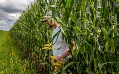 タイは米国産トウモロコシの輸入枠の大幅拡大に踏み切る(8月、米中西部イリノイ州)=ロイター