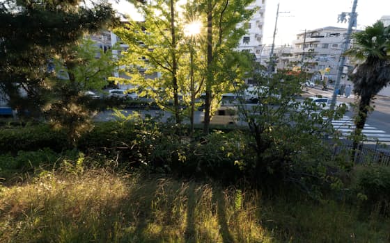 公園として整備されている処女塚古墳。3本並んで植えられたイチョウの葉が夕日を浴びる=松浦弘昌撮影 公園として整備されている処女塚古墳。3本並んで植えられたイチョウの葉が夕日を浴びる=松浦弘昌撮影