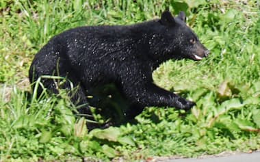 盛岡市中心部の河川敷を移動するクマ=23日
