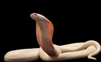 アジア原産のタイコブラ。新しい抗ヘビ毒血清は、このヘビの毒にも有効だ。（PHOTOGRAPH BY JOEL SARTORE, NATIONAL GEOGRAPHIC PHOTO ARK）
