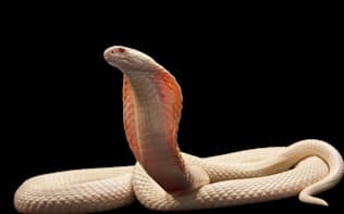 アジア原産のタイコブラ。新しい抗ヘビ毒血清は、このヘビの毒にも有効だ。（PHOTOGRAPH BY JOEL SARTORE, NATIONAL GEOGRAPHIC PHOTO ARK）