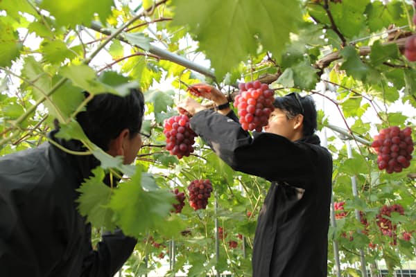 果物畑 温暖化が迫る変革 Nikkei Style 果物畑 温暖化が迫る変革 Nikkei Style