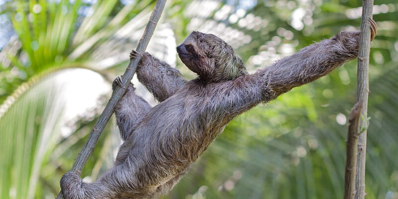ナマケモノは小さな生き物の エコで暖かい宇宙 だ Nikkei Style ナマケモノは小さな生き物の エコで暖かい宇宙 だ Nikkei Style